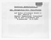 Phragmidium bulbosum image